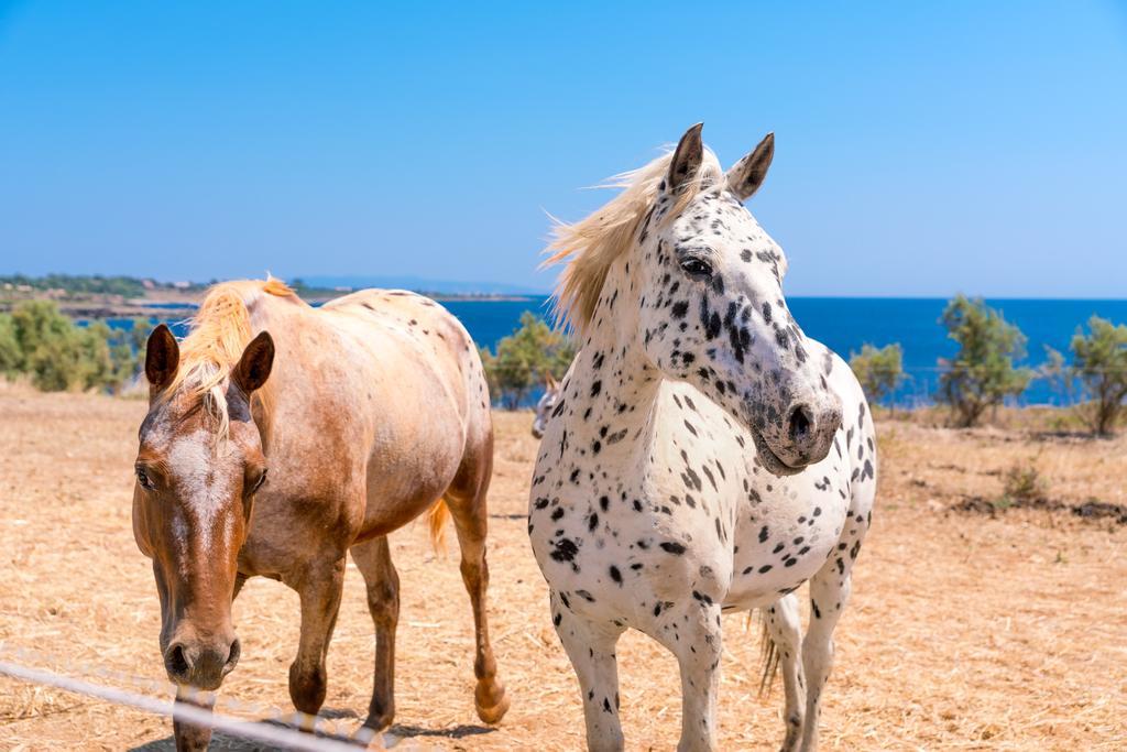 Skinos Ilivatos Eco Villa & Estate Chavriáta 외부 사진